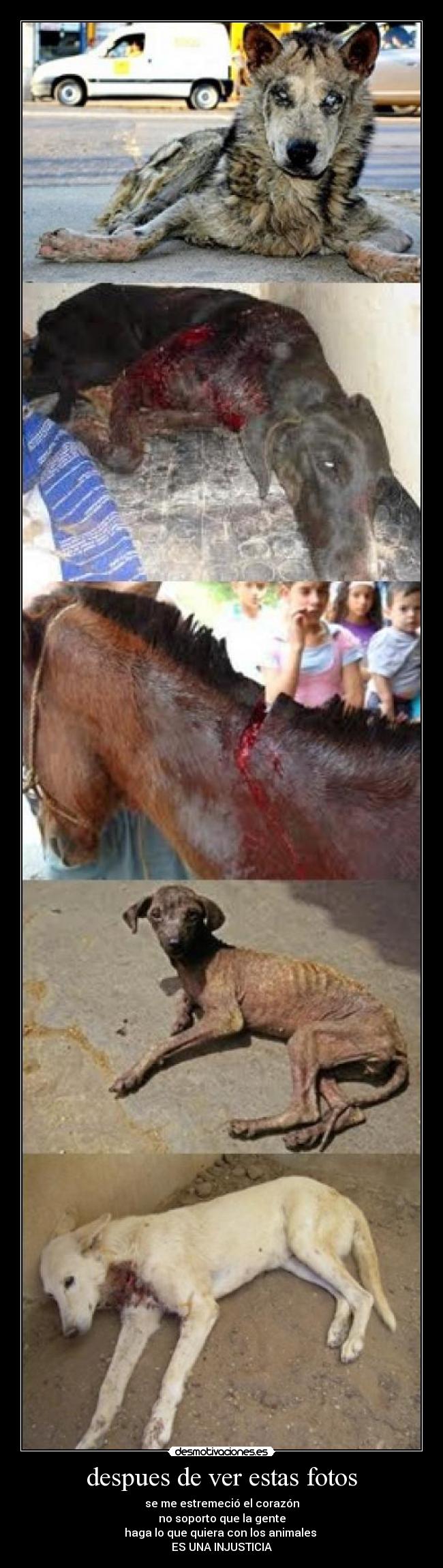 despues de ver estas fotos - se me estremeció el corazón
no soporto que la gente
haga lo que quiera con los animales
ES UNA INJUSTICIA