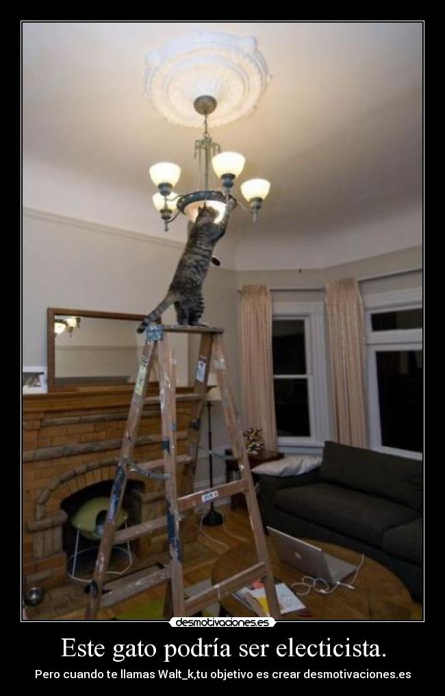 Este gato podría ser electicista. - 