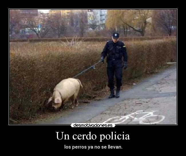 Un cerdo policia - los perros ya no se llevan.