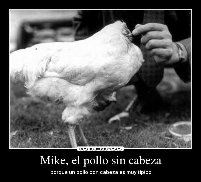 Mike, el pollo sin cabeza -
