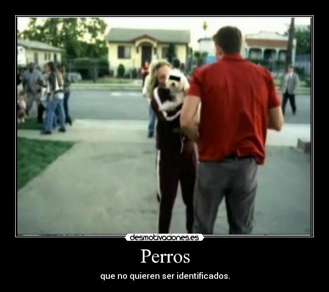 Perros - 