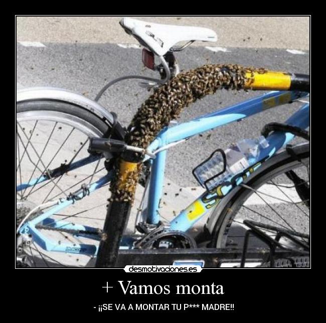 + Vamos monta - - ¡¡SE VA A MONTAR TU P*** MADRE!!