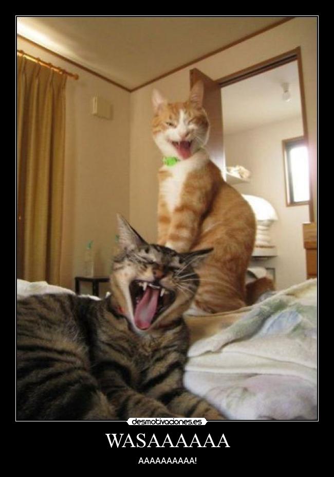 WASAAAAAA - AAAAAAAAAA!