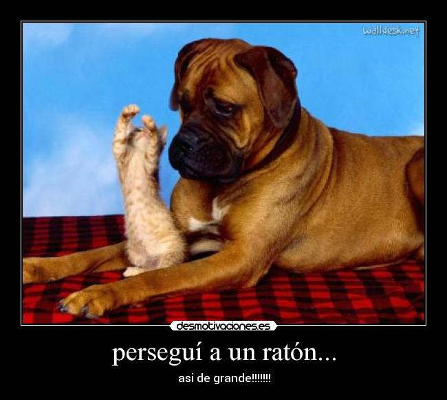 perseguí a un ratón... -