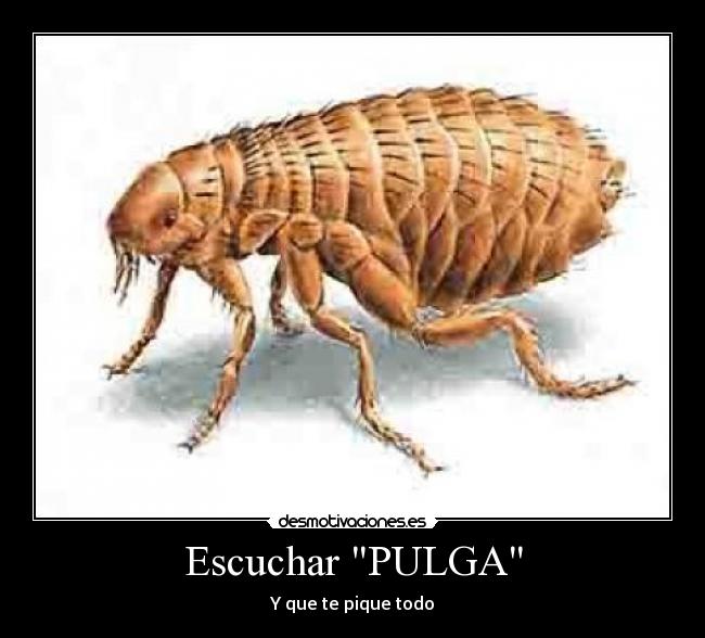 Escuchar PULGA -