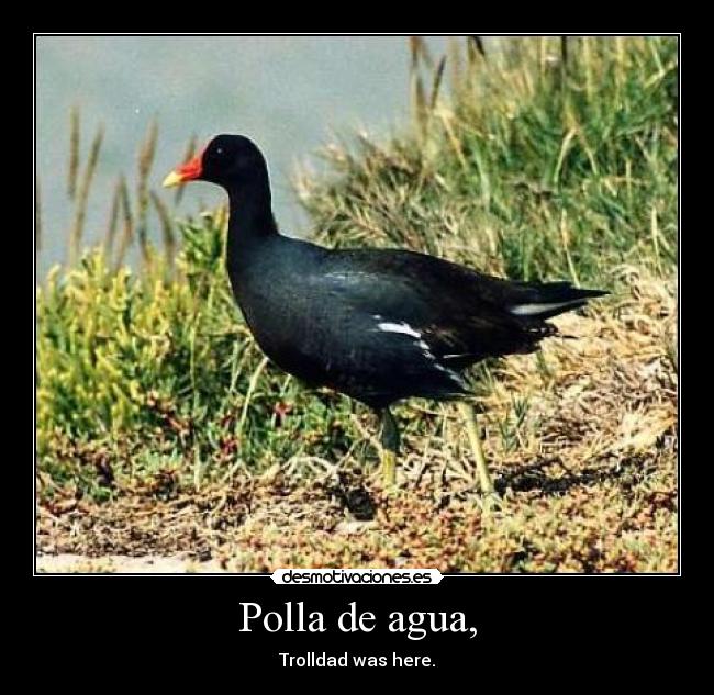Polla de agua, - Trolldad was here.