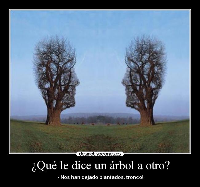 ¿Qué le dice un árbol a otro? - 