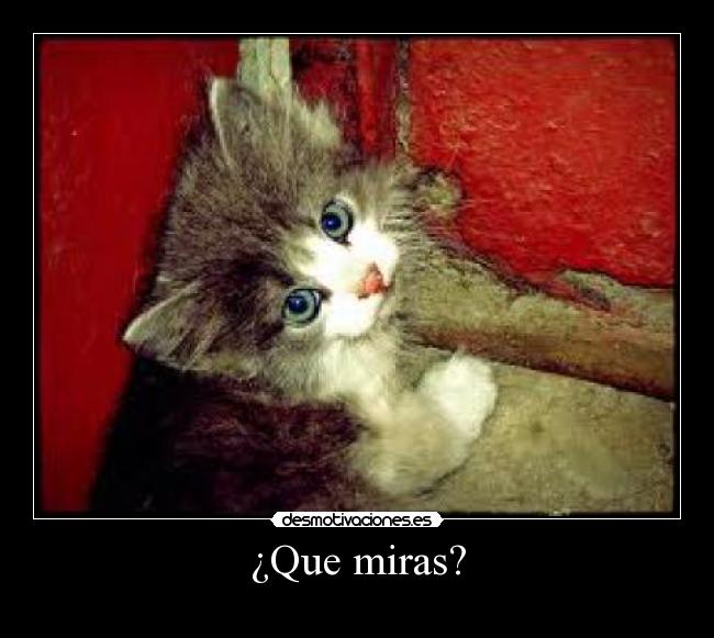 ¿Que miras? -