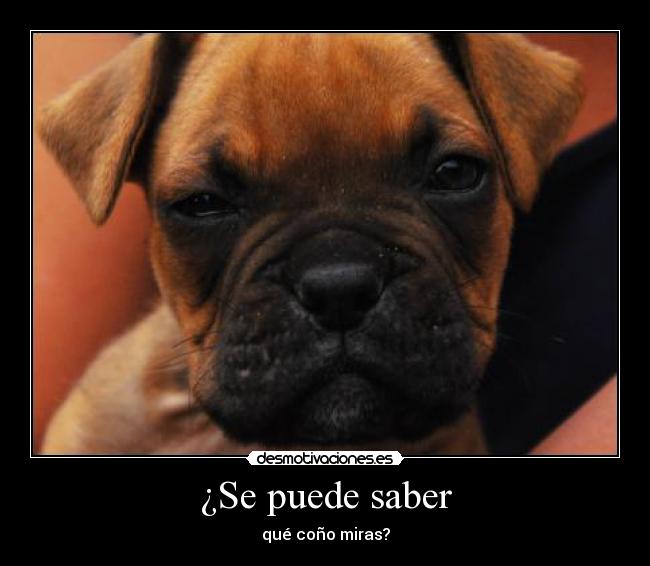 ¿Se puede saber - qué coño miras?