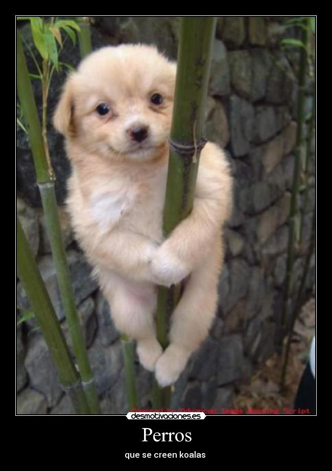 Perros - 