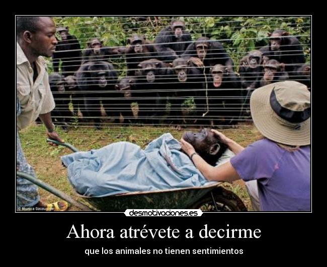 Ahora atrévete a decirme - 