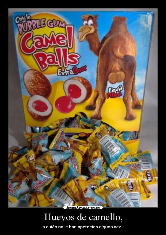 Huevos de camello, -