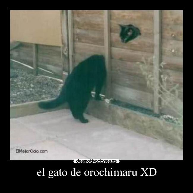 el gato de orochimaru XD -