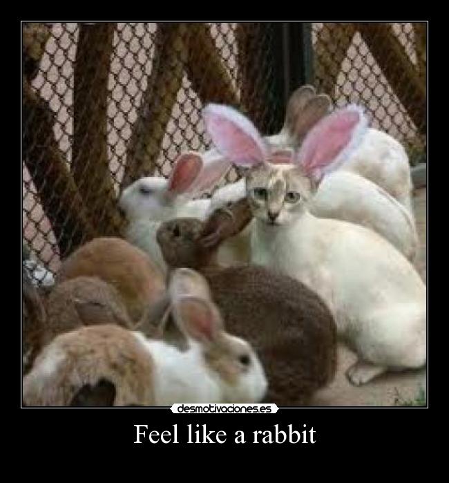 Feel like a rabbit - 