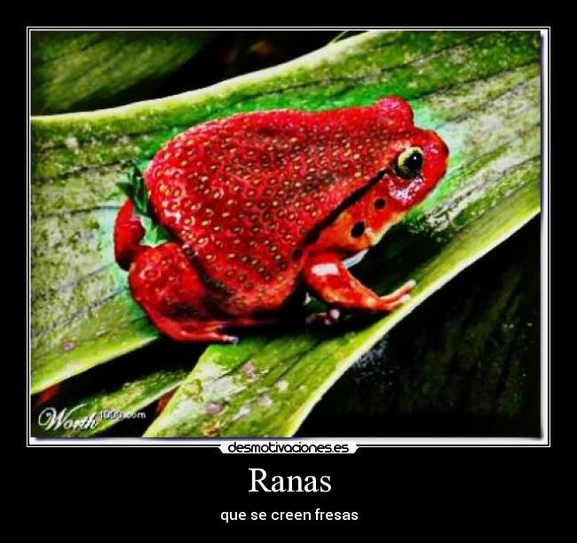 Ranas - 