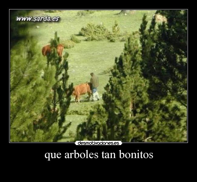 que arboles tan bonitos -