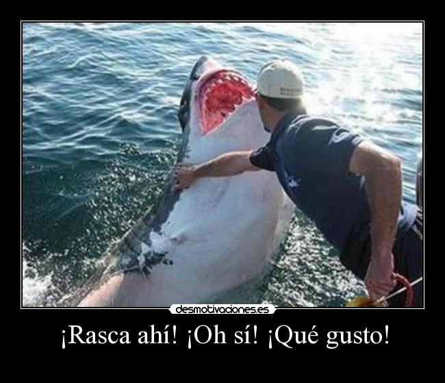 ¡Rasca ahí! ¡Oh sí! ¡Qué gusto! -