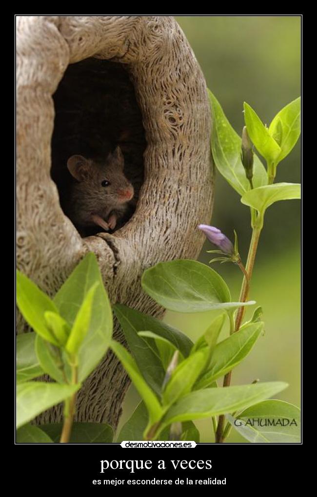 porque a veces - es mejor esconderse de la realidad