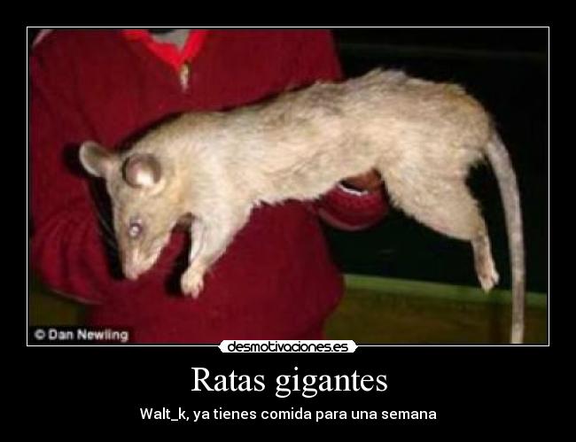 Ratas gigantes - 