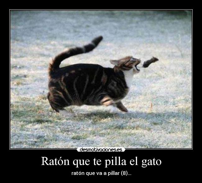 Ratón que te pilla el gato -