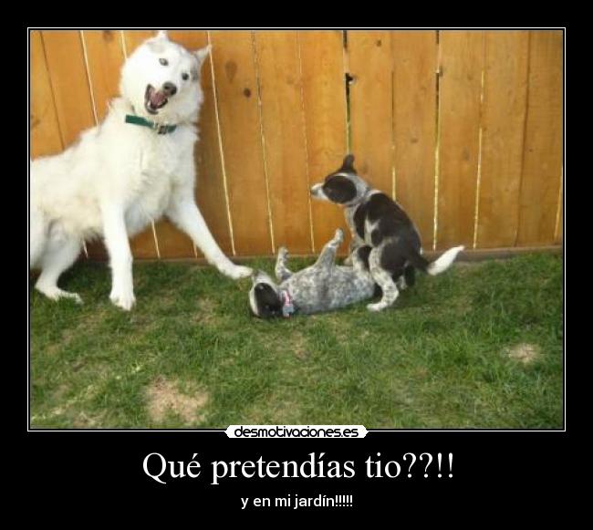 Qué pretendías tio??!! -