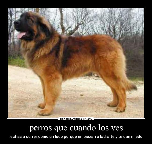 perros que cuando los ves - echas a correr como un loco porque empiezan a ladrarte y te dan miedo