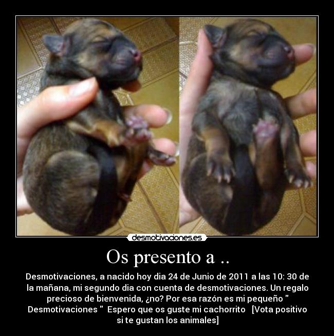 carteles perro perrito recien recien nacido nacido desmotivaciones cachorro dia dia hoy desmotivaciones