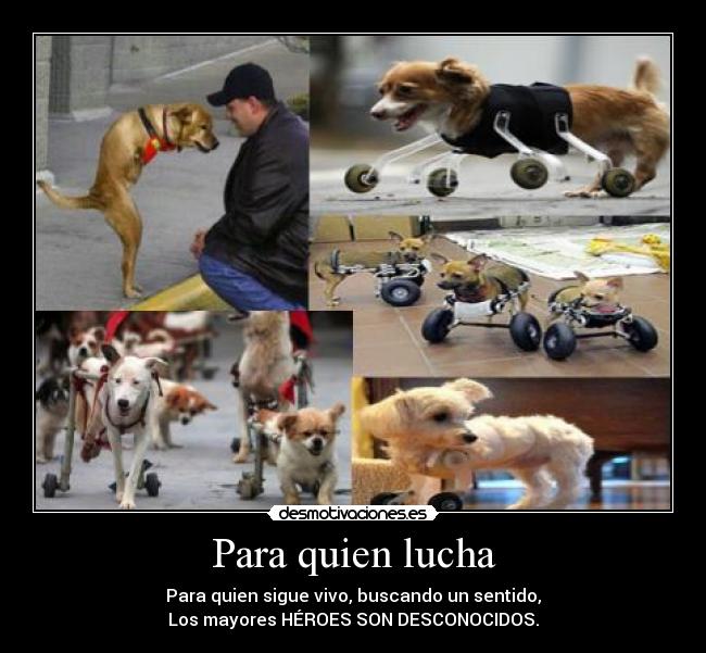 Para quien lucha - 