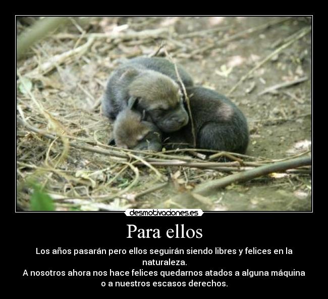 Para ellos - Los años pasarán pero ellos seguirán siendo libres y felices en la
naturaleza.
A nosotros ahora nos hace felices quedarnos atados a alguna máquina
o a nuestros escasos derechos.