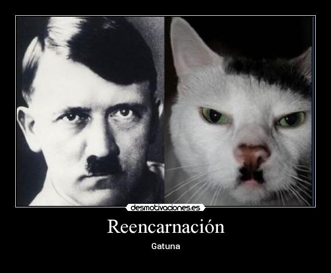 carteles gato hitler reencarnacion desmotivaciones