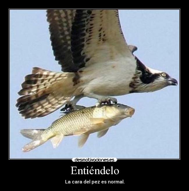 carteles animales desmotivaciones