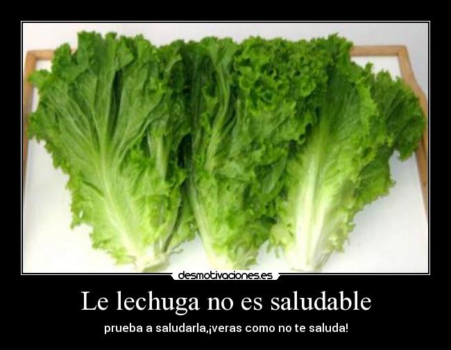 Le lechuga no es saludable - prueba a saludarla,¡veras como no te saluda!