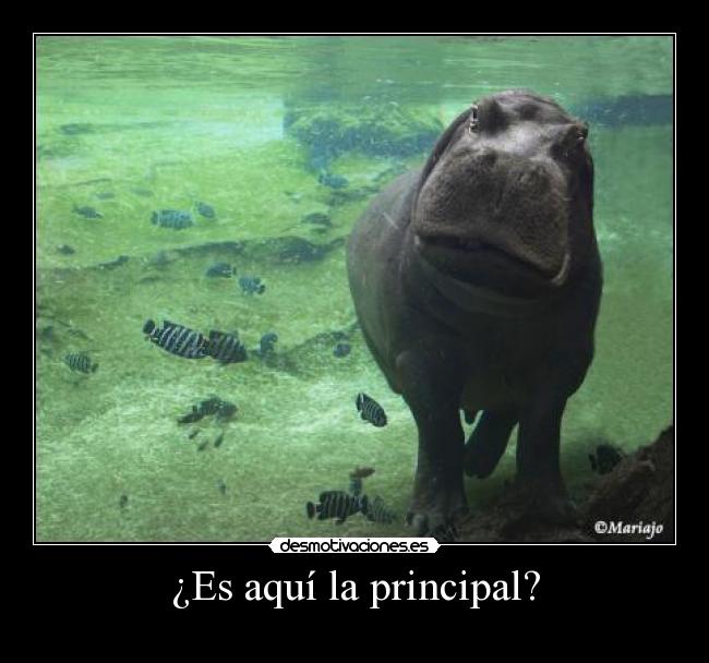 ¿Es aquí la principal? -