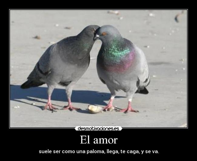 El amor - 