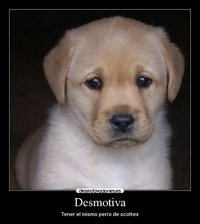 Desmotiva - Tener el mismo perro de scottex
