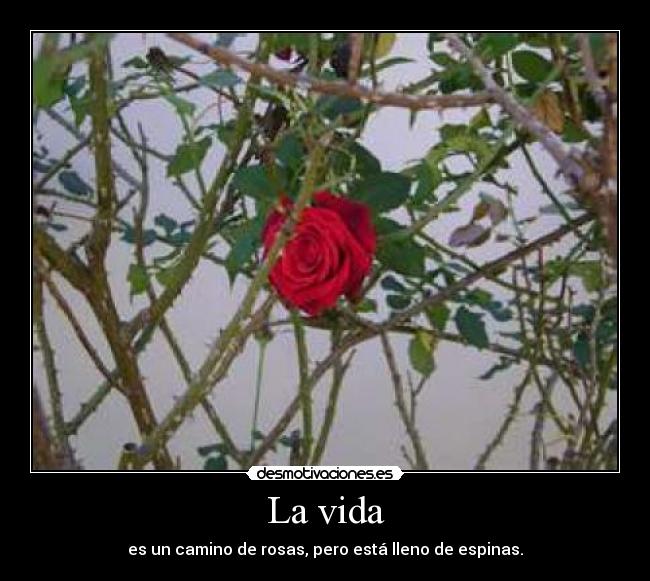 La vida - 