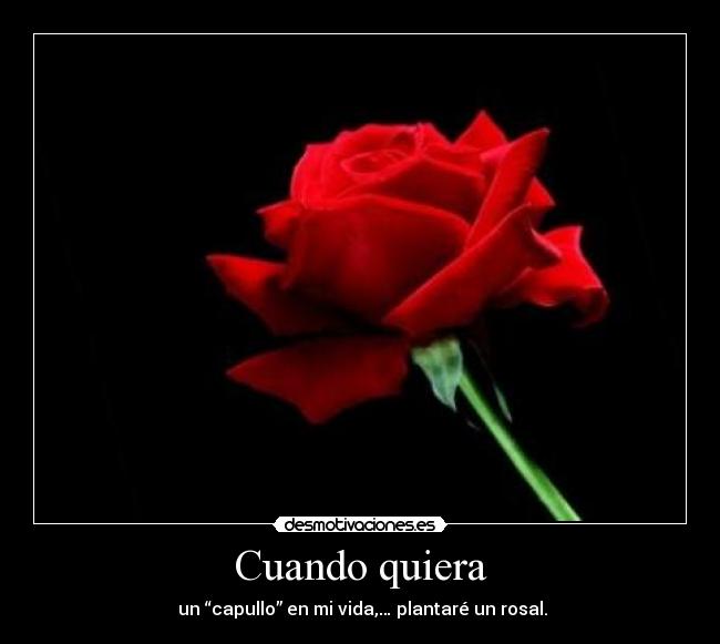 Cuando quiera - un “capullo” en mi vida,… plantaré un rosal.