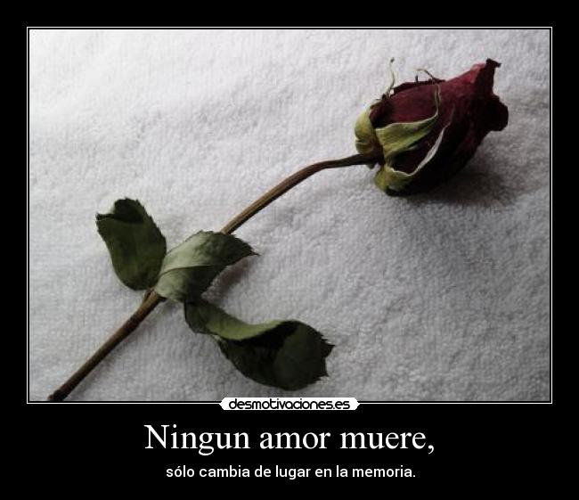 Ningun amor muere, -