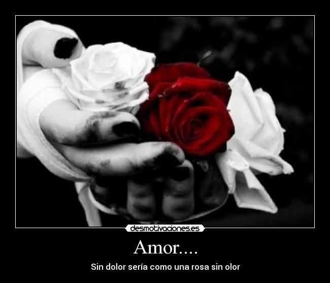 Amor.... - Sin dolor sería como una rosa sin olor