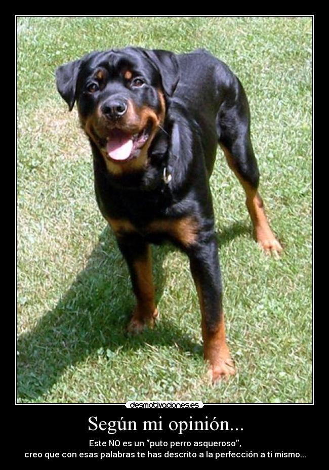 Según mi opinión... -