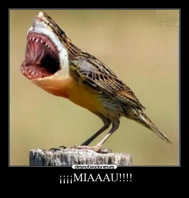¡¡¡¡MIAAAU!!!! -