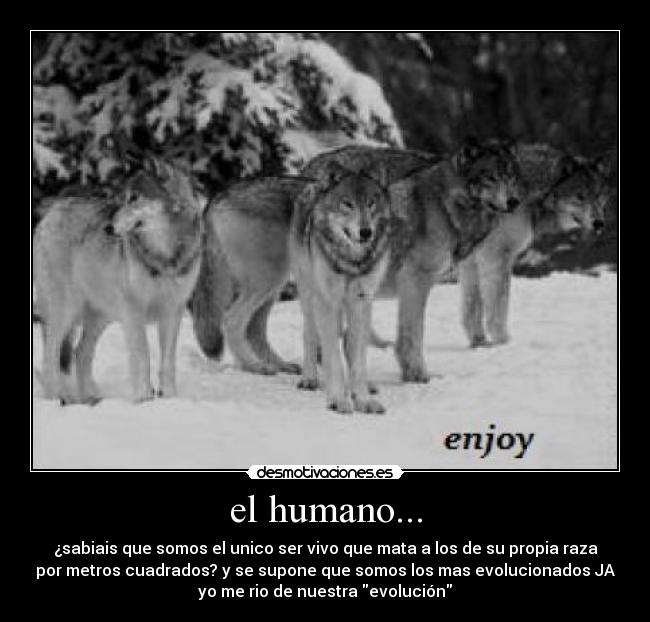 el humano... - ¿sabiais que somos el unico ser vivo que mata a los de su propia raza
por metros cuadrados? y se supone que somos los mas evolucionados JA
yo me rio de nuestra evolución