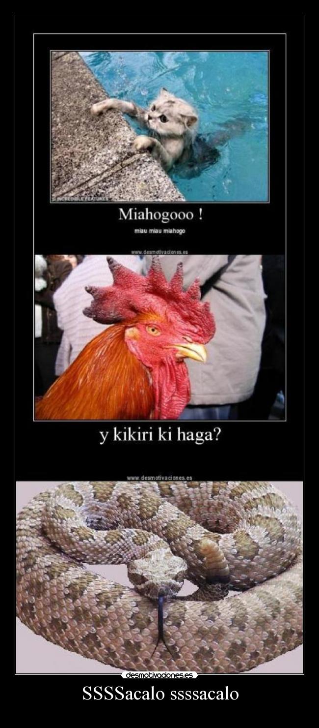SSSSacalo ssssacalo - 