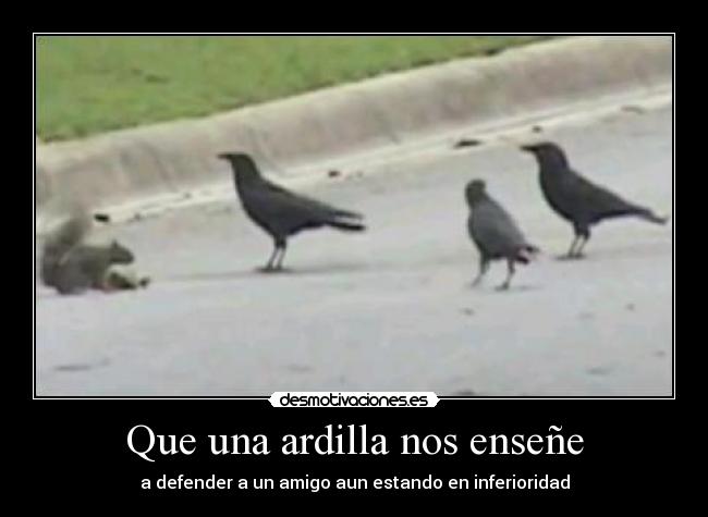 Que una ardilla nos enseñe -