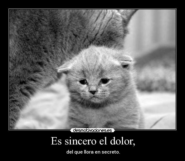 carteles dolor gato triste desmotivaciones