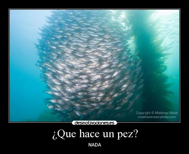 ¿Que hace un pez? - NADA