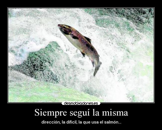 Siempre seguí la misma - 