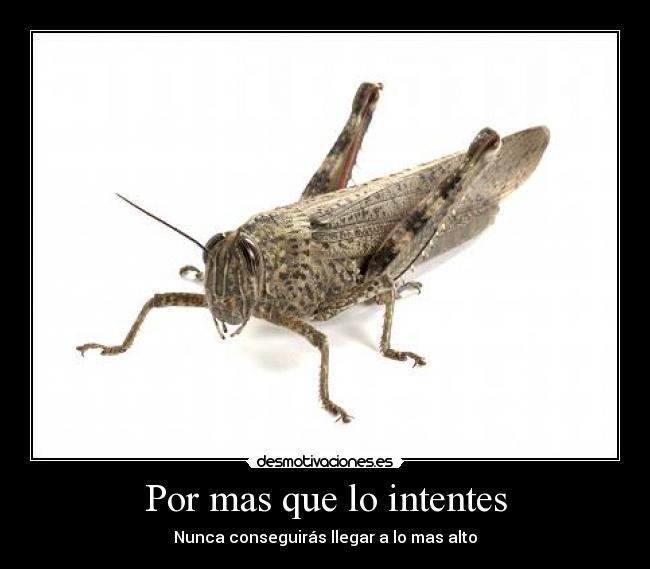 Por mas que lo intentes -