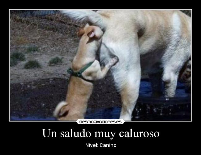 Un saludo muy caluroso - Nivel: Canino