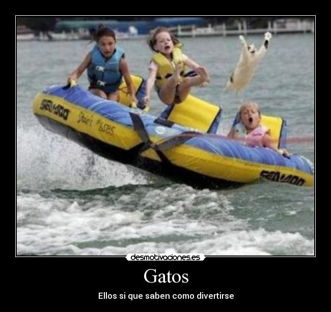 carteles gatos gato agua lancha mar diversion desmotivaciones